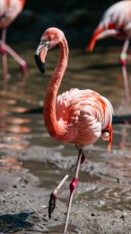 Tropical Summer Flamingo Wallpaper for Android