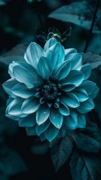 Xiaomi Teal Flower AI Mobile Wallpaper: HD Images