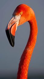 Serene Tropical Flamingo Mobile Background