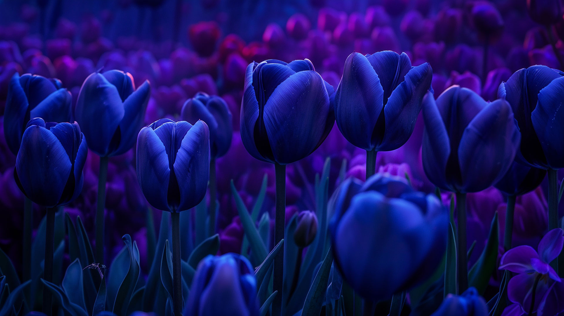 4K Tulip Aesthetic AI Image Desktop Wallpaper