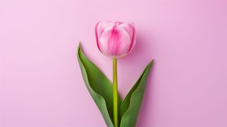 Tulip Aesthetic AI HD Wallpaper for Desktop