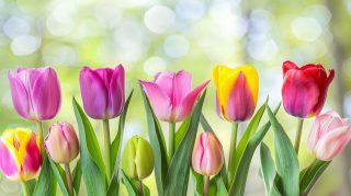 Free Download: AI Tulip Flower Desktop Wallpaper