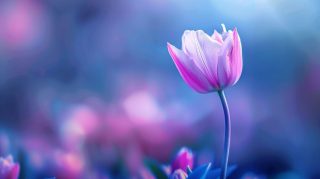 Tulip Flower AI HD Wallpaper for Desktop