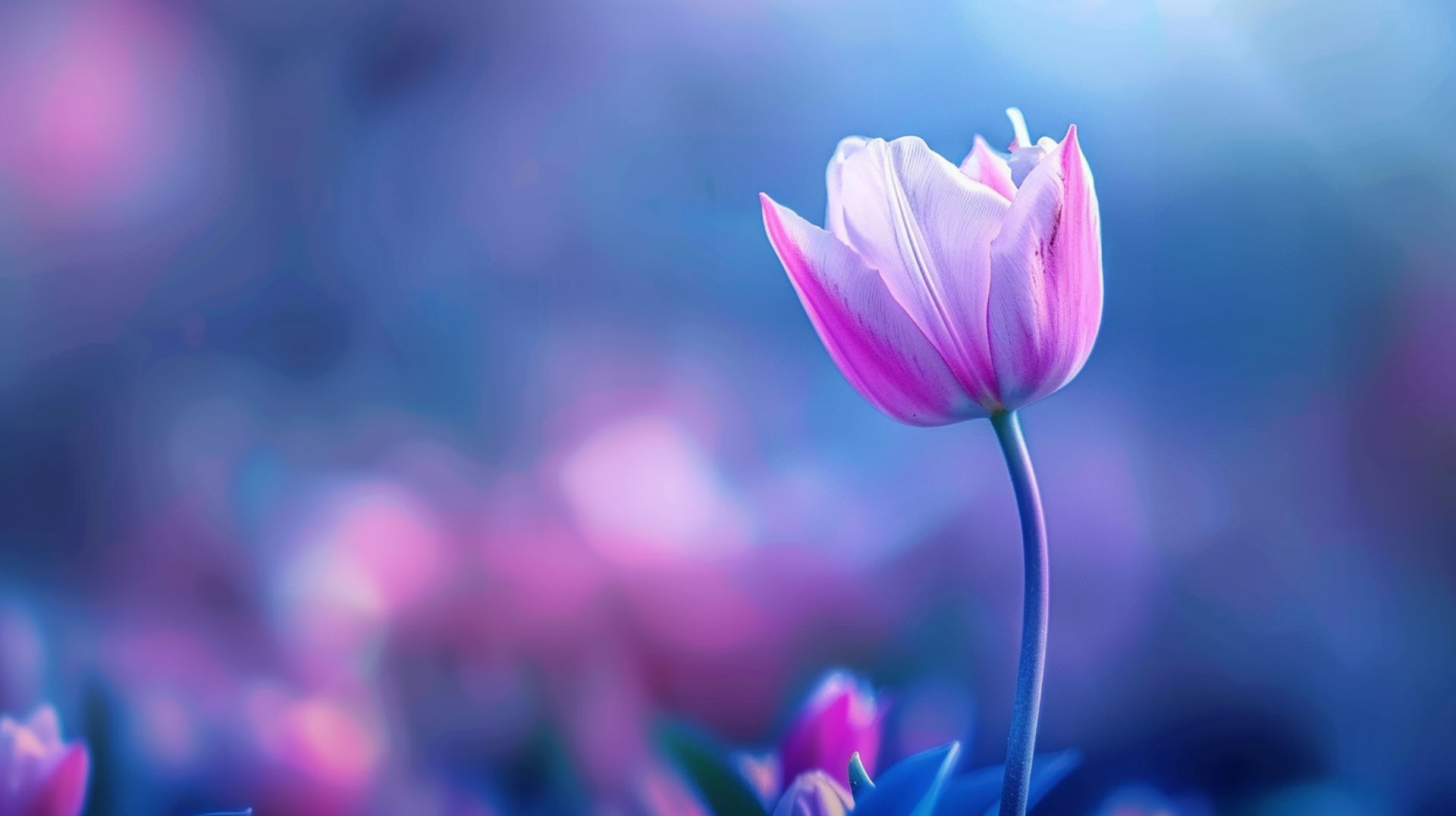 Tulip Flower AI HD Wallpaper for Desktop