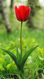 Tulip AI Mobile Wallpaper in HD for iPhone