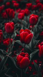 Ultra HD Tulip AI Mobile Wallpaper Download