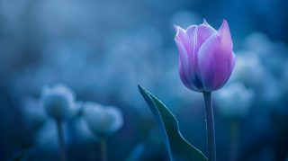 High-Definition AI Tulip Desktop Background