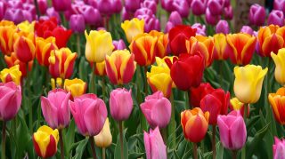 Free Wallpapers: Tulip AI Image Download