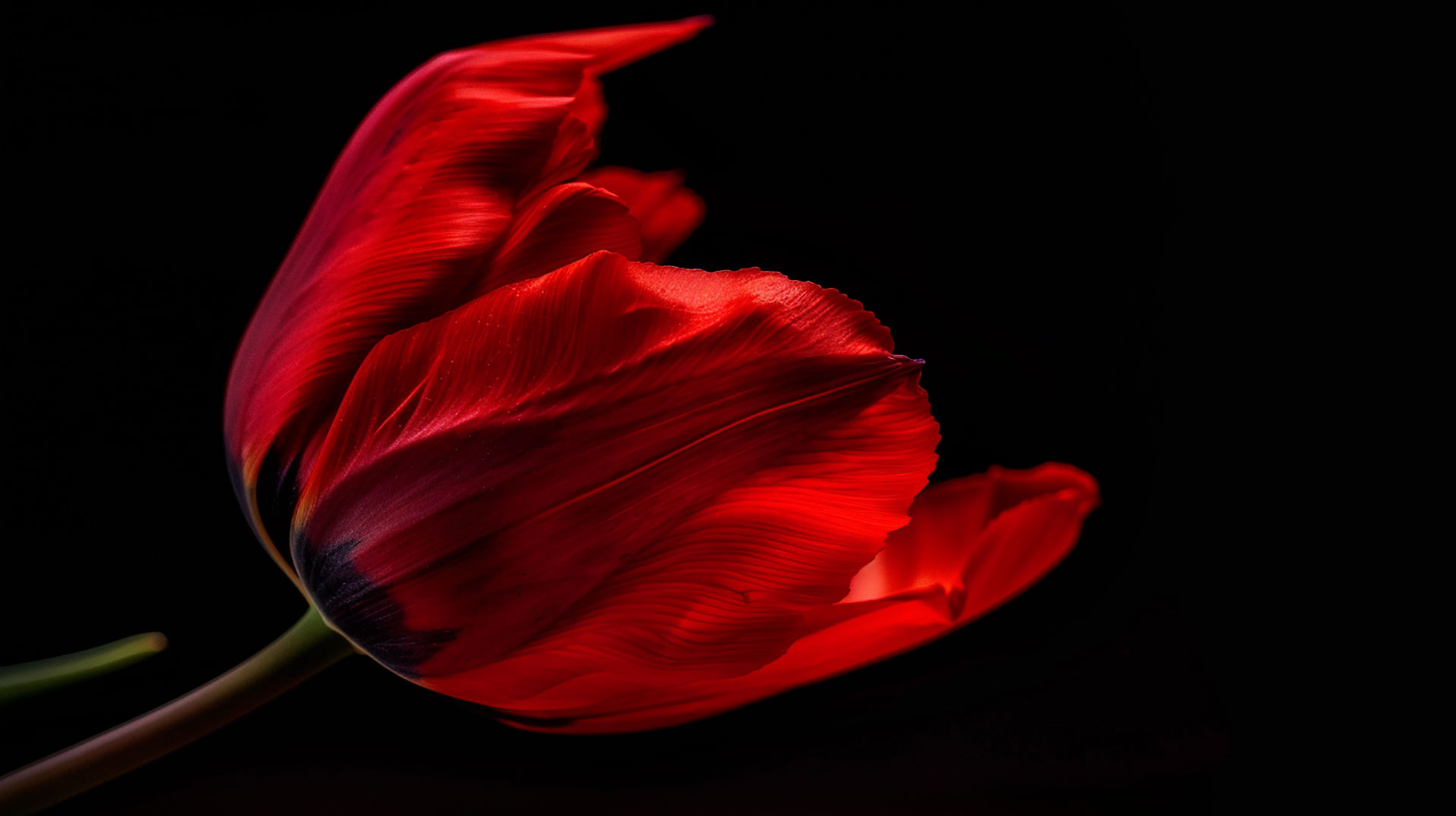 Free Download: AI Tulip Desktop Wallpaper