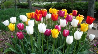 Tulip AI HD Wallpaper for Desktop Download