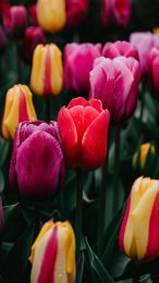 Free Download: AI Vintage Tulips Mobile Wallpaper