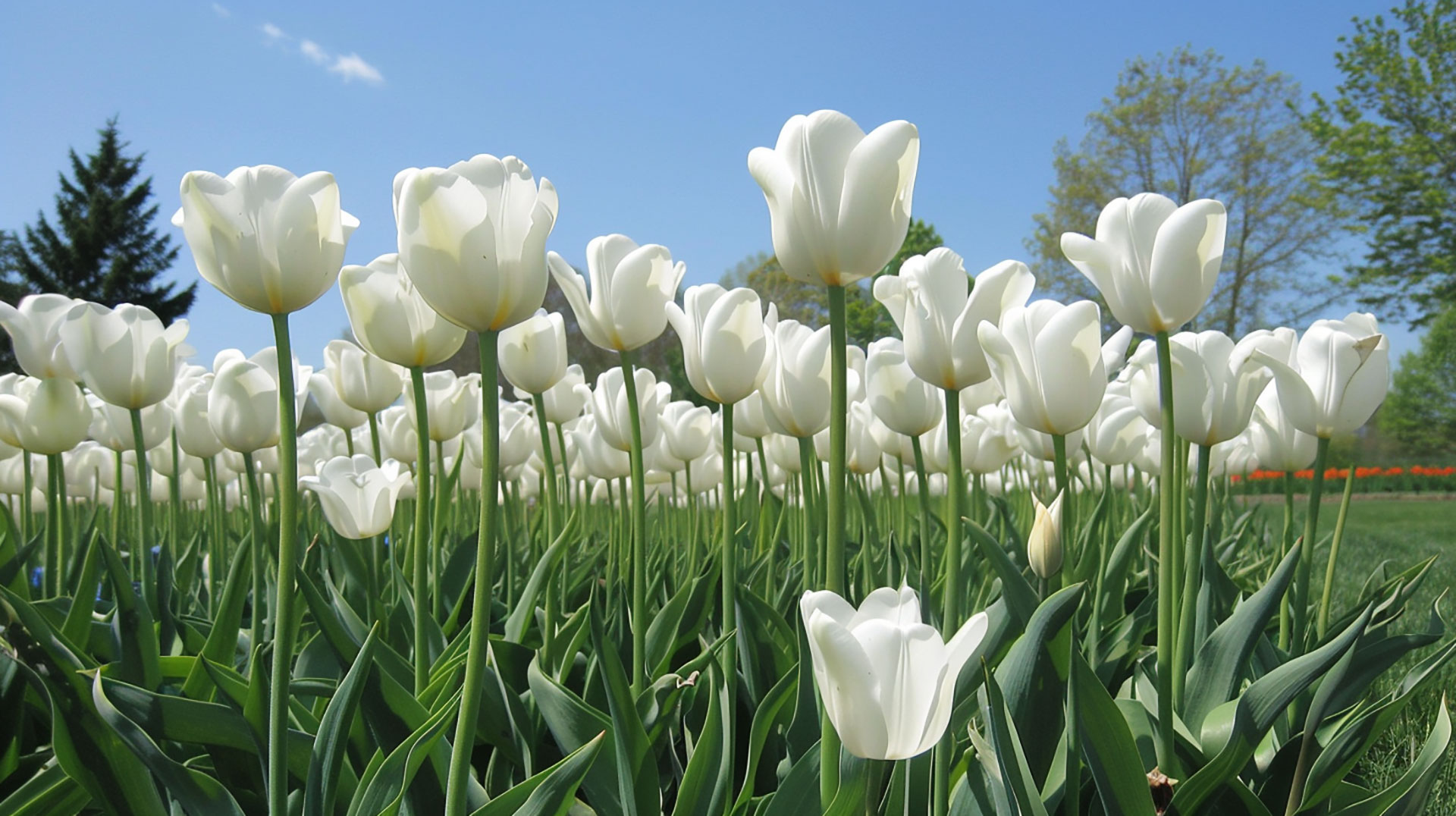 White Tulips AI HD Wallpaper for Desktop