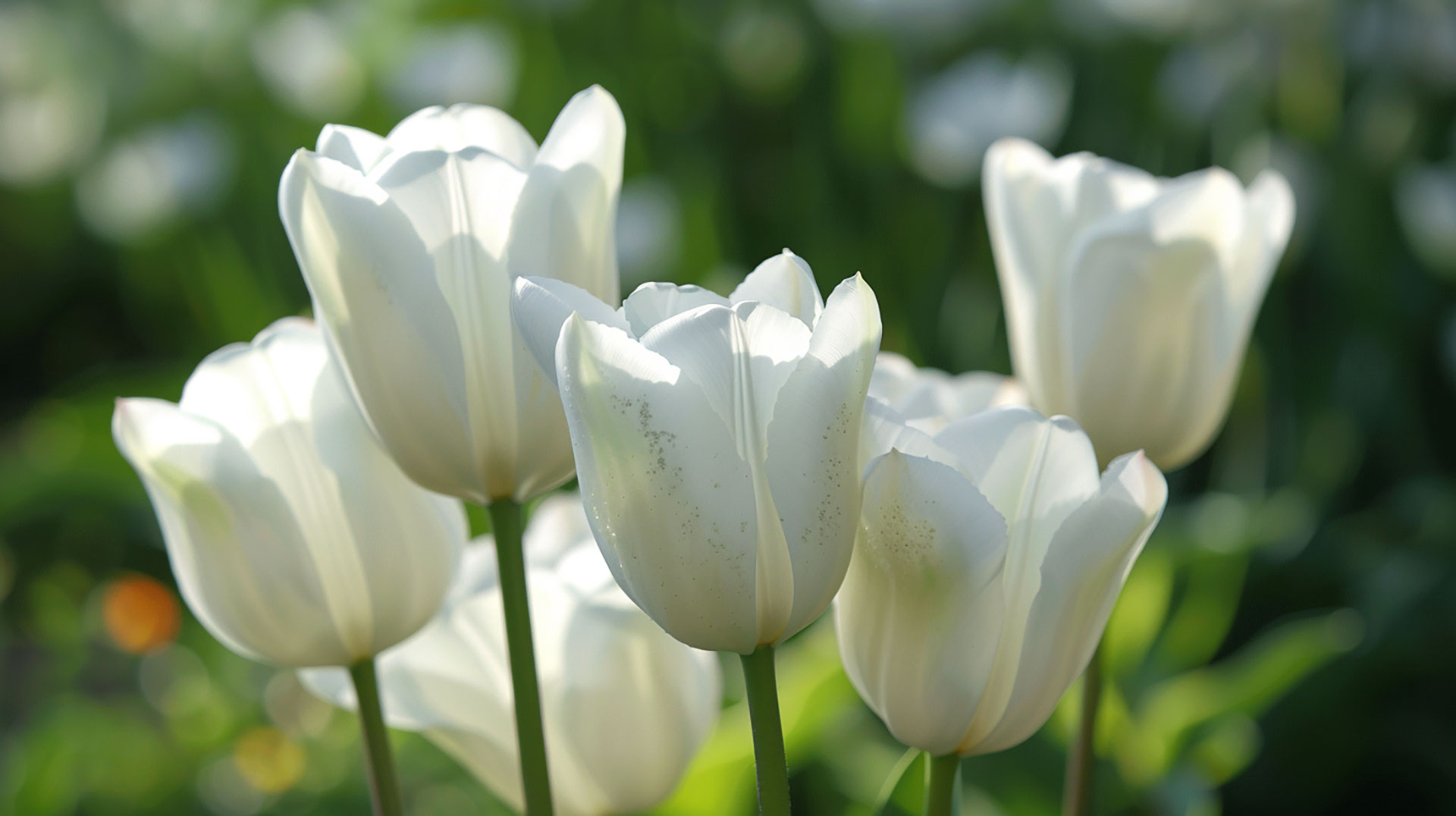 Download Free AI White Tulips HD Pics