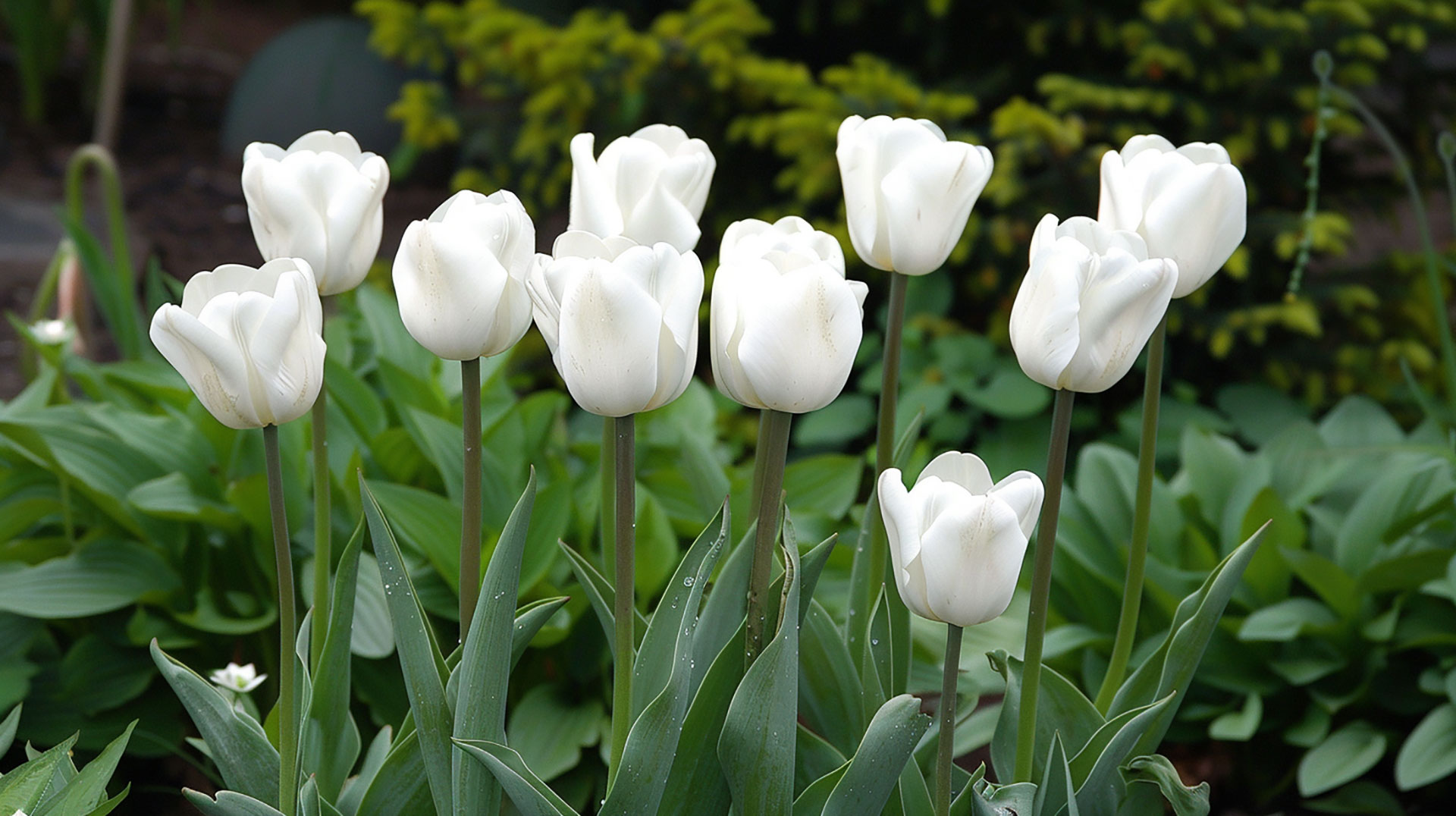 Ultra HD White Tulips AI Digital Background