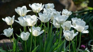 4K White Tulips AI Image Desktop Wallpaper