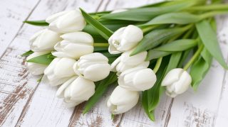 Free Download: AI White Tulips Desktop Wallpaper