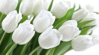 High-Resolution White Tulips AI Wallpaper 1920x1080