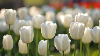 8K White Tulips AI Wallpaper for Ultra HD Screens