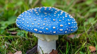 Adorable Blue Mushroom 4K Background