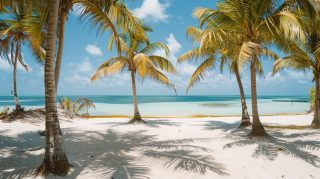 High-Quality Beach Palm Tree Wallpaper for Your Desktop