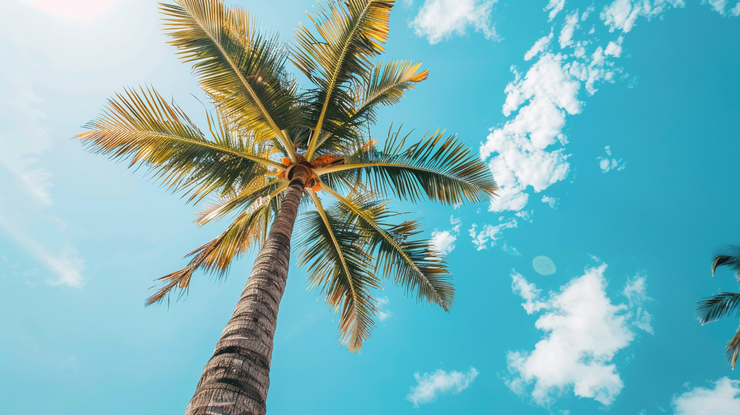 Free Wallpaper for Desktop Featuring Palm Trees and Beach