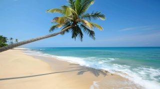 Free Download of Beach Palm Tree Wallpaper for All Screens