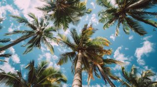 Explore Free HD Pics of Beach Palm Tree Landscapes