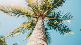 Beach Palm Tree HD Wallpaper for Stunning Desktop Background