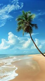 Relaxing Beach and Palm Tree Digital Background for Android