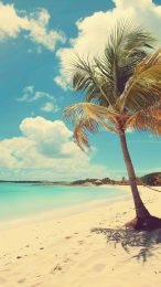 Tropical Beach Palm Trees Wallpaper for Android Phones