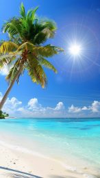 Serene Beach and Palm Tree Photo for Free Download