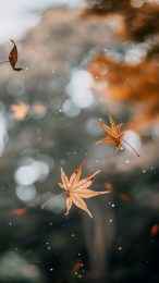 Rustic Leaves Drift Mobile Background