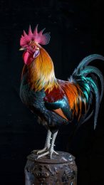 Dynamic rooster fight iPhone background