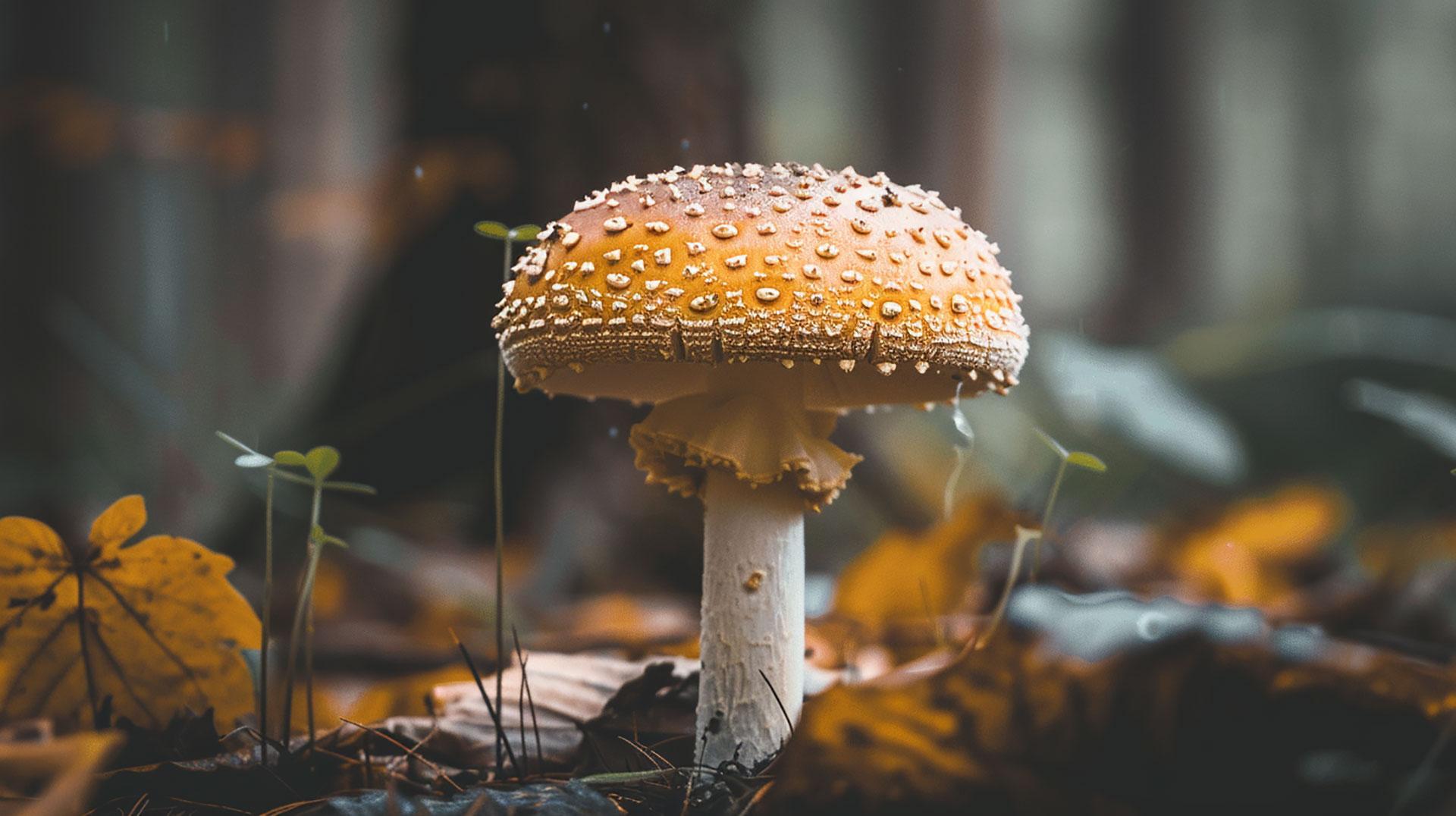 Laptop Wallpaper: Aesthetic Mushroom Images