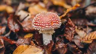 Aesthetic Mushroom Ultra HD Wallpaper for Laptops