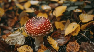 Enchanting Aesthetic Mushroom Wallpaper for Desktop