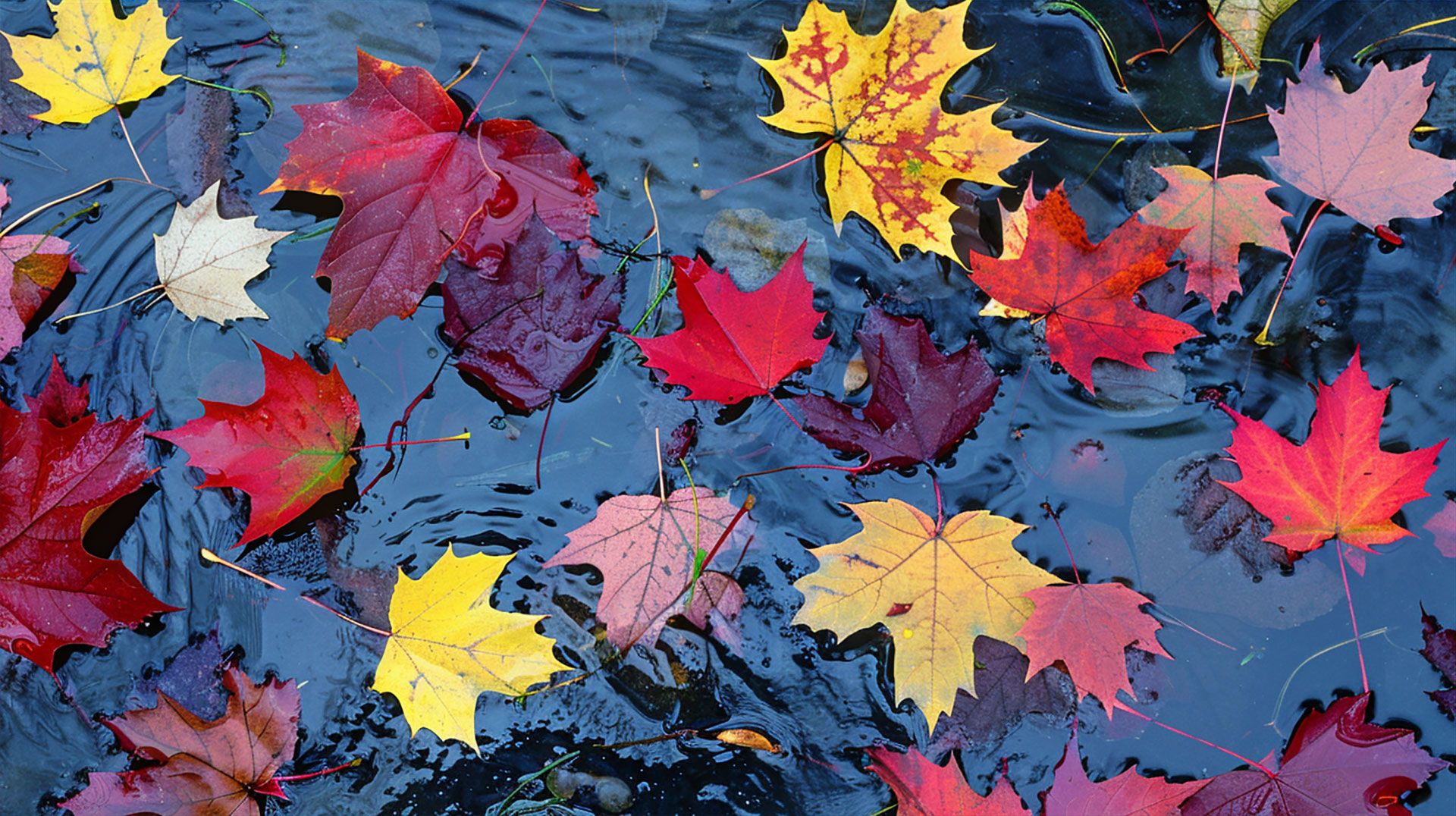 Scenic Autumn Leaves Falling Background