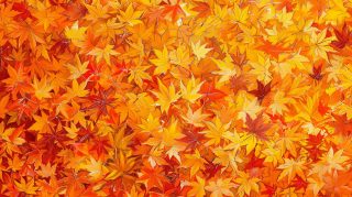 Falling Leaves Digital Background