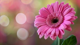 1920x1080 Pink Flower Background HD Wallpaper