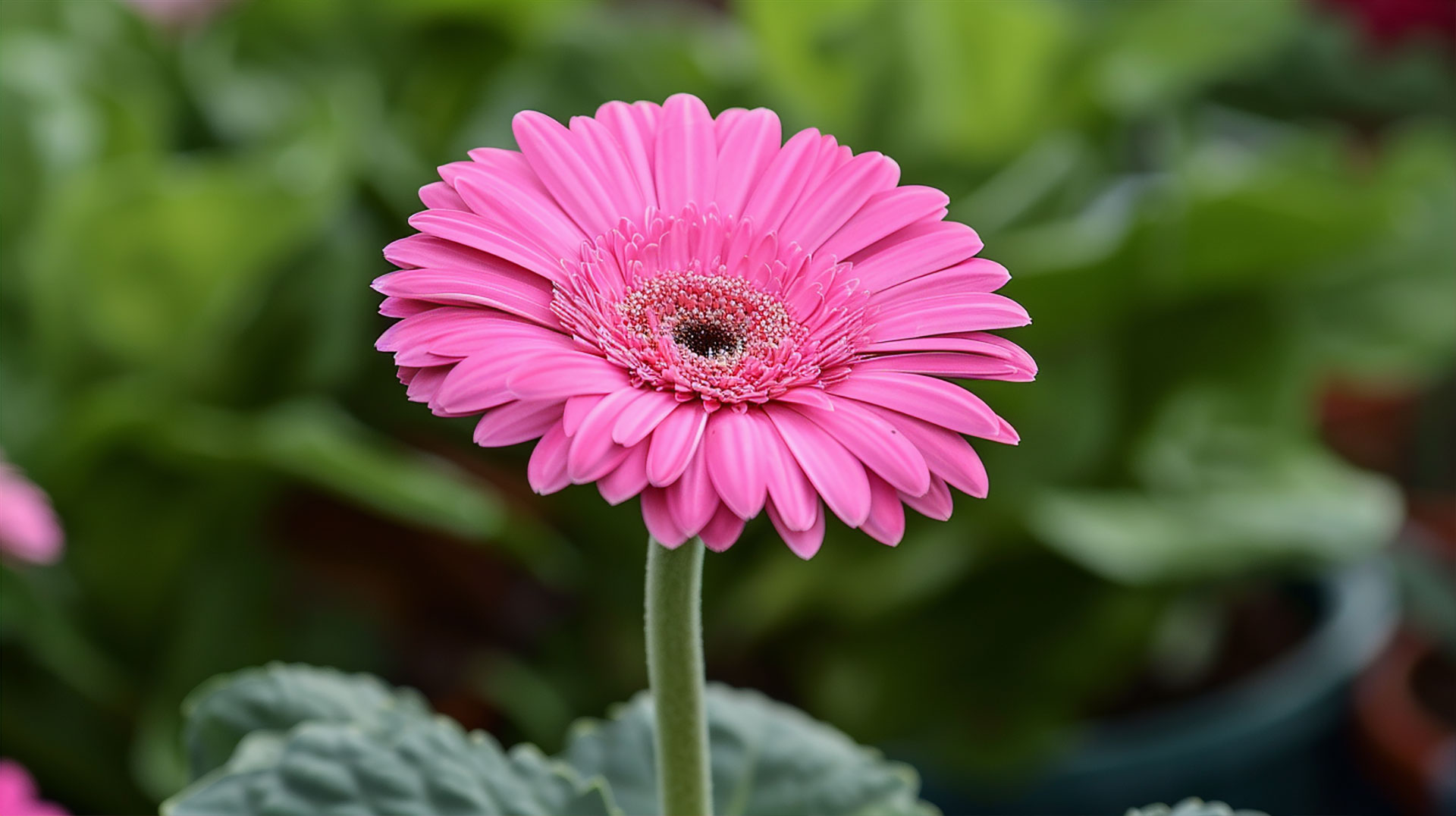 Ultra HD Background Pink Flower Wallpaper