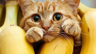 Banana Cat Meme 1920x1080 Wallpaper