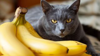 Playful Banana Cat Wallpaper