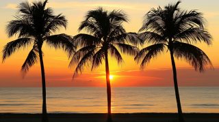 Stunning 1920x1080 Beach Sunset Palm Tree Pictures