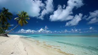 Free Wallpaper for Desktop: Palm Trees at the Shore