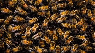 High Definition Bee Stock Photos as Desktop Wallpaper