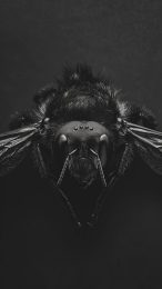 High Definition Black Bee Images for All Phones