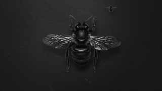 Free Ultra HD Black Bee Wallpaper for Your Desktop