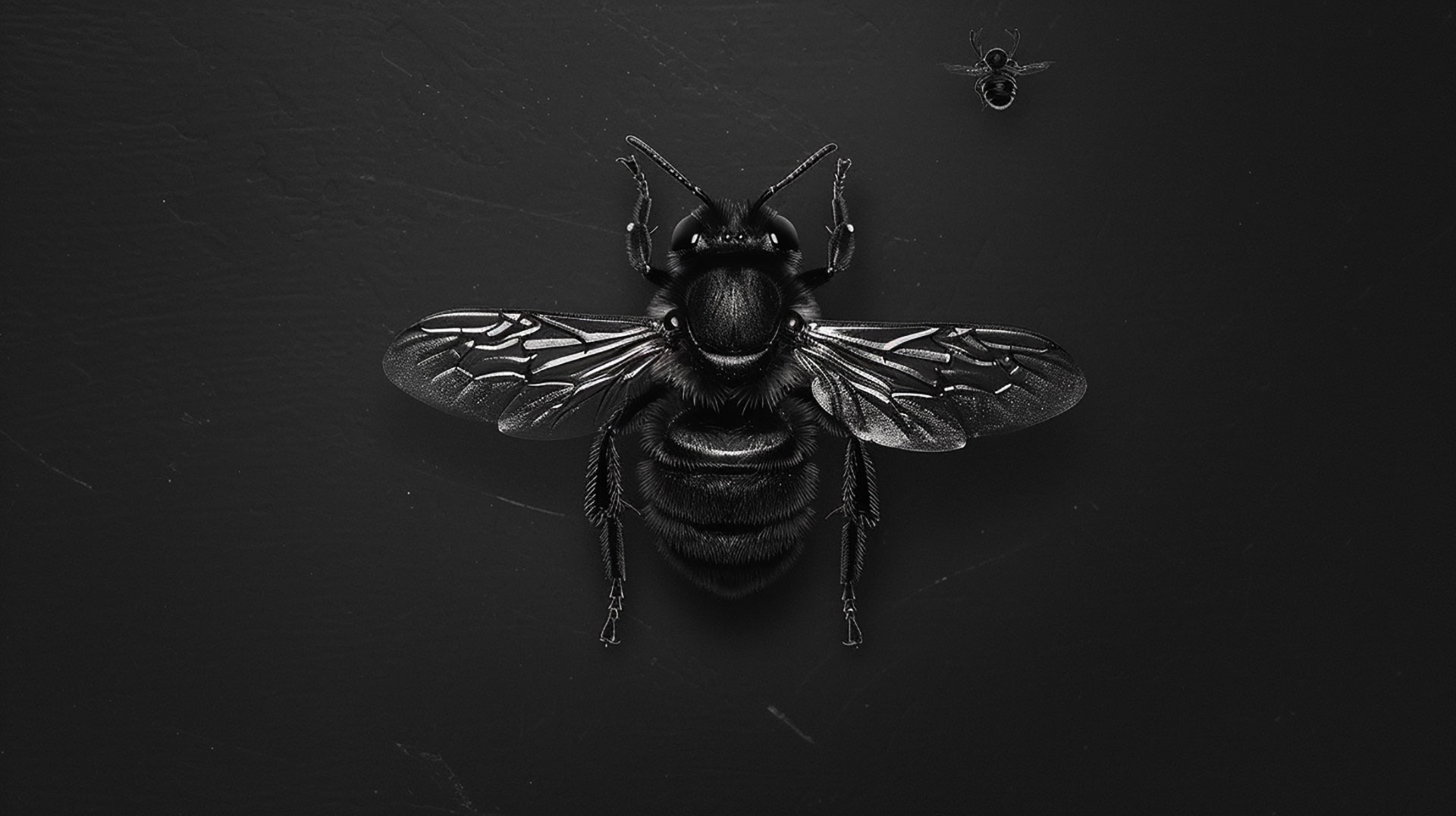 Free Ultra HD Black Bee Wallpaper for Your Desktop