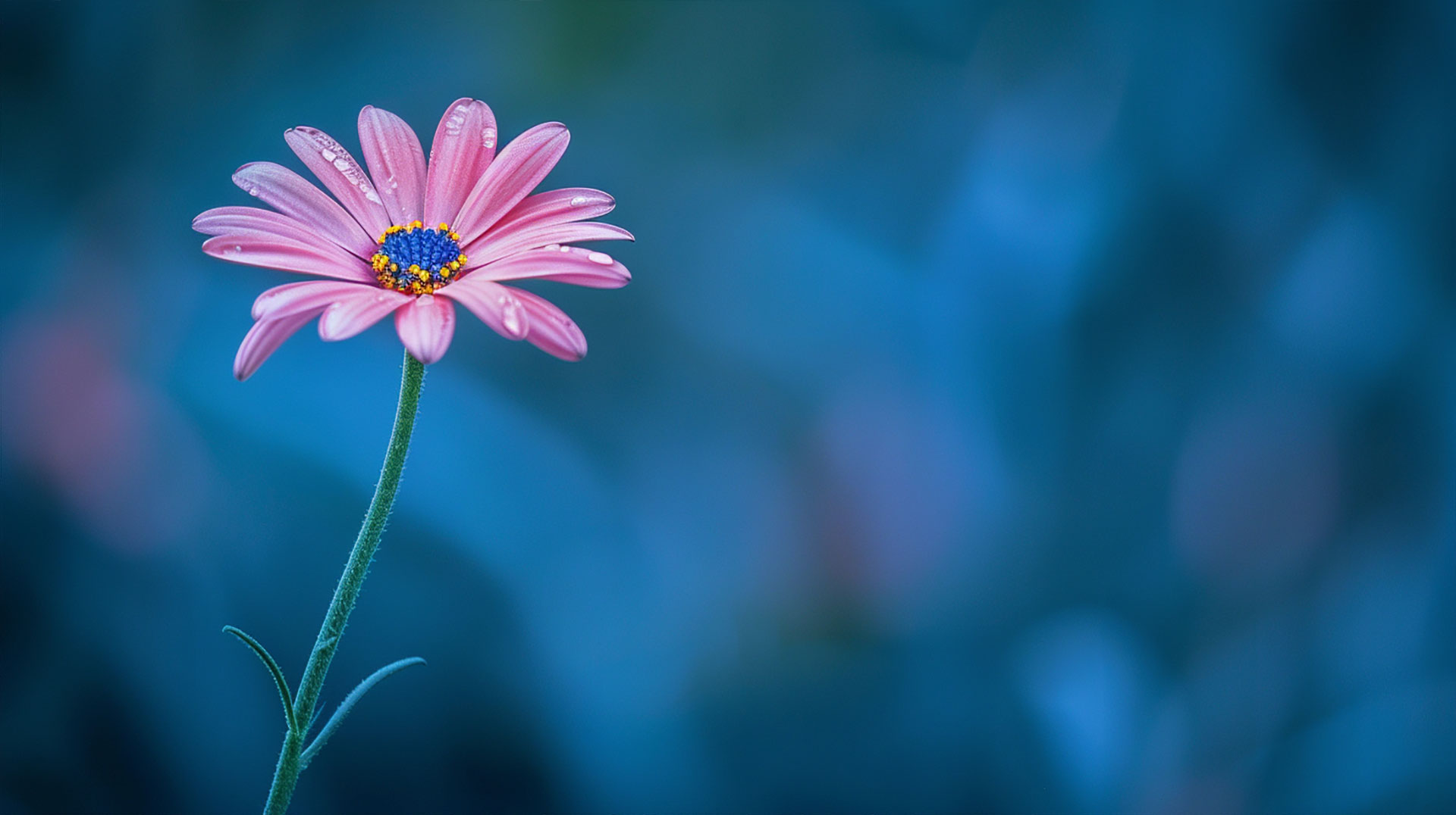 Digital Background: Blue Pink Flower Wallpaper