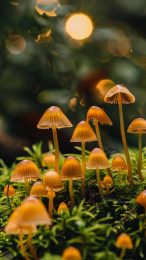 Explore Cool Mushroom Wallpapers for Android Users